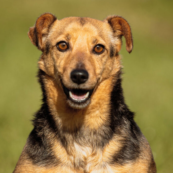 Gli aspetti più importanti nella gestione di un cane paralizzato.