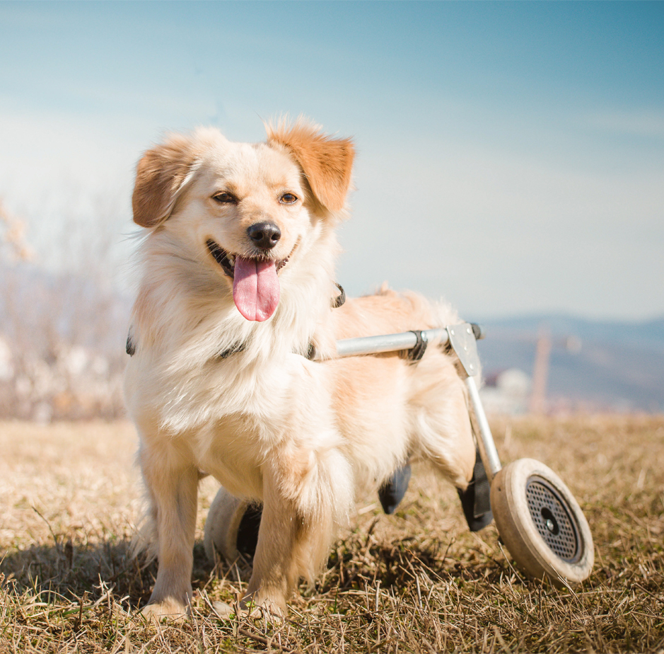 Corso di specializzazione Il Cane Disabile a 360°