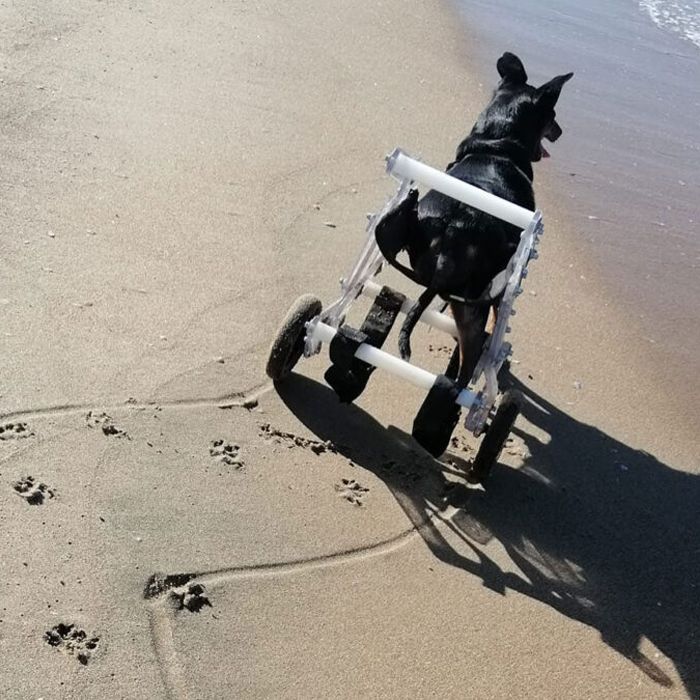 È facile o difficile gestire un cane paralizzato?